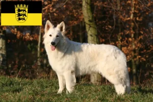 Lees meer over het artikel Witte Zwitserse Herder fokkers en pups in Baden-Württemberg