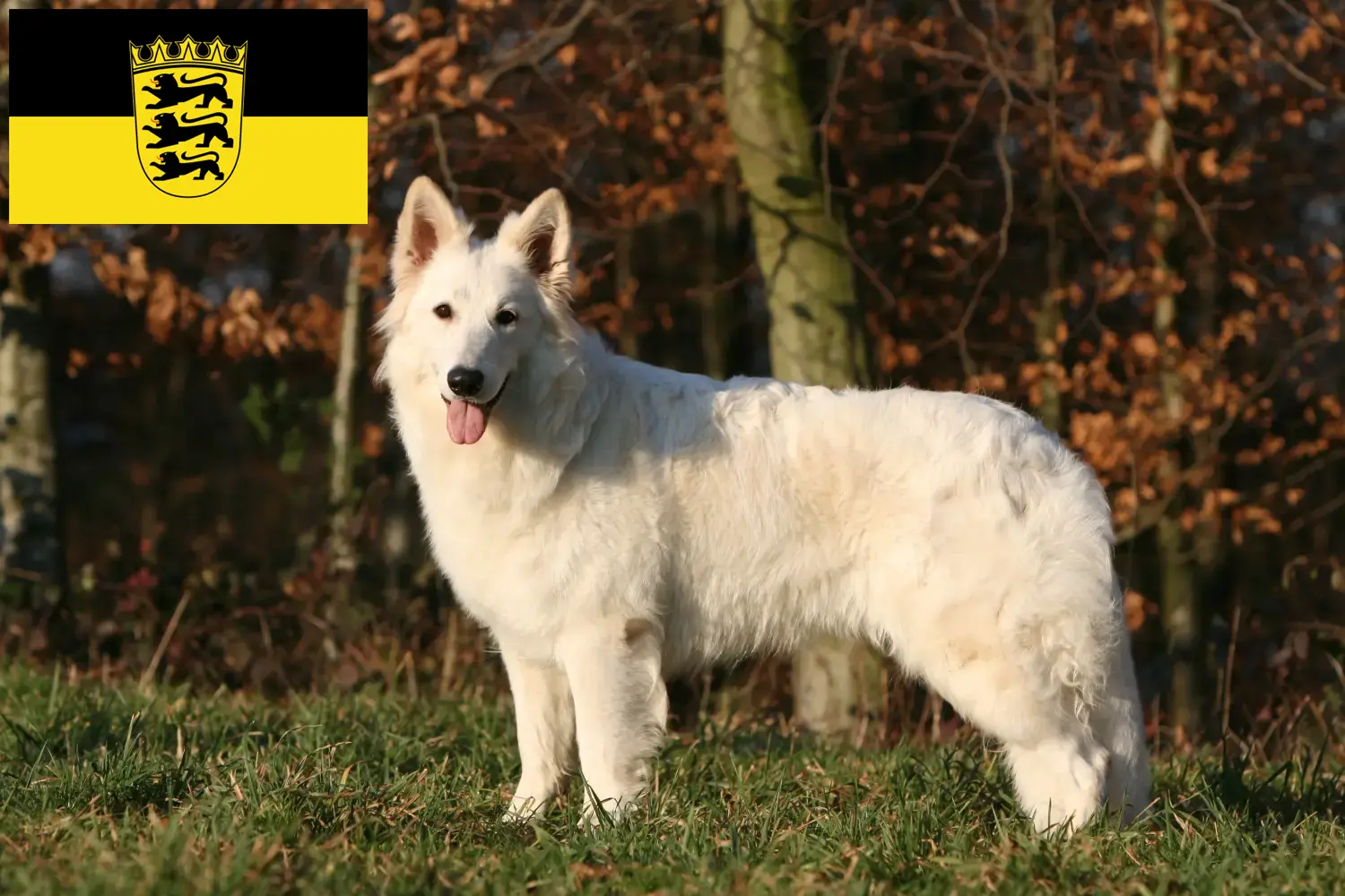 Witte Zwitserse Herder Puppies en Fokker Baden-Württemberg Hier vind je fokkers van Witte Zwitserse Herdershonden in Baden-Württemberg.