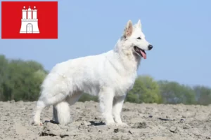 Lees meer over het artikel Witte Zwitserse Herder Hondenfokker en Puppies in Hamburg