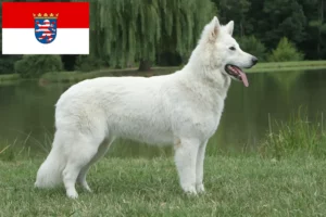 Lees meer over het artikel Witte Zwitserse Herder Hondenfokker en Puppies in Hessen