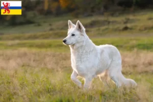 Lees meer over het artikel Witte Zwitserse Herder Hondenfokker en Puppies in Limburg