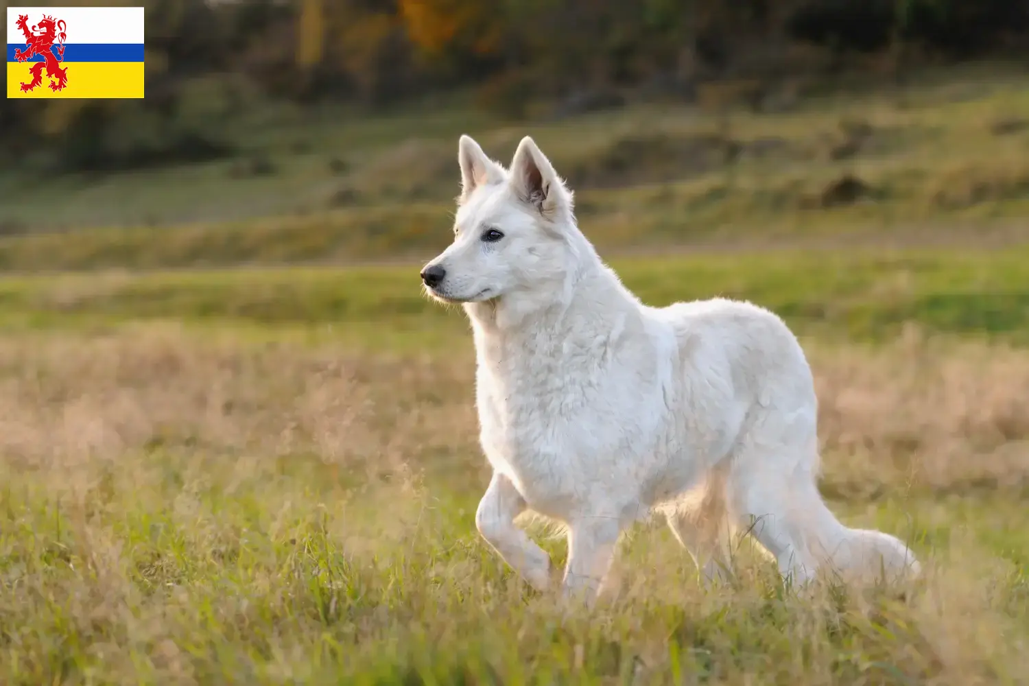 Lees meer over het artikel Witte Zwitserse Herder Hondenfokker en Puppies in Limburg