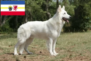 Lees meer over het artikel Witte Zwitserse Herder Hondenfokker en Puppies in Mecklenburg-Vorpommern