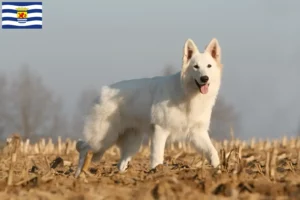 Lees meer over het artikel Witte Zwitserse Herder fokkers en pups in Zeeland