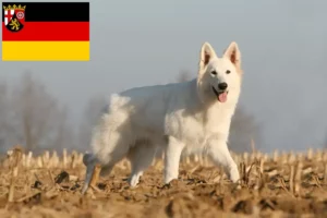 Lees meer over het artikel Witte Zwitserse Herdershond Fokker en Puppies in Rijnland-Palts