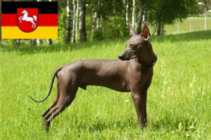 Lees meer over het artikel Xolo fokkers en pups in Nedersaksen