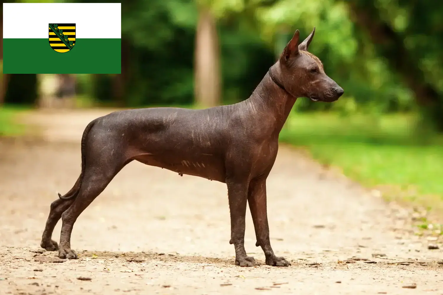 Xolo pups en fokkers Saksen Hier vind je Xolos fokkers in Saksen.