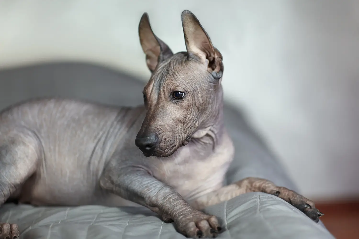 Een Xolo puppy kopen betekent verantwoordelijkheid nemen! Xolo puppy's kopen.