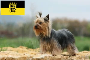 Lees meer over het artikel Yorkshire Terrier fokkers en pups in Baden-Württemberg