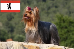 Lees meer over het artikel Yorkshire Terrier fokkers en pups in Berlijn