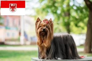 Lees meer over het artikel Yorkshire Terrier fokkers en pups in Brandenburg