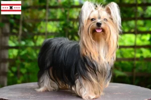 Lees meer over het artikel Yorkshire Terrier fokkers en pups in Drenthe