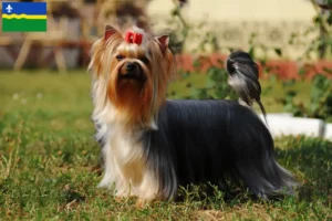 Lees meer over het artikel Yorkshire Terrier fokkers en pups in Flevoland