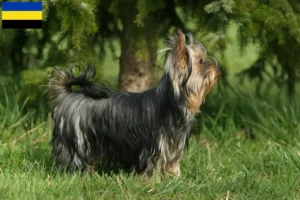 Lees meer over het artikel Yorkshire Terrier fokkers en pups in Gelderland