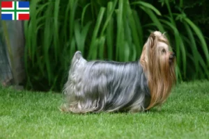 Lees meer over het artikel Yorkshire Terrier fokkers en pups in Groningen