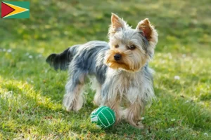Lees meer over het artikel Yorkshire Terrier fokkers en puppies in Guyana