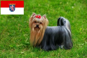 Lees meer over het artikel Yorkshire Terrier fokkers en pups in Hessen
