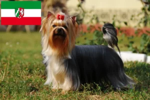 Lees meer over het artikel Yorkshire Terrier fokkers en pups in Noordrijn-Westfalen