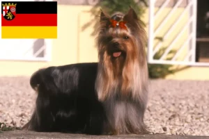 Lees meer over het artikel Yorkshire Terrier fokkers en pups in Rijnland-Palts