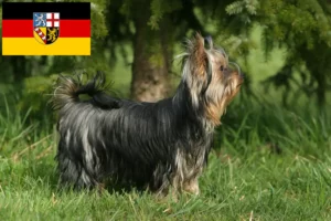Lees meer over het artikel Yorkshire Terrier fokkers en pups in Saarland