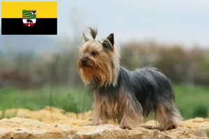 Lees meer over het artikel Yorkshire Terrier fokkers en pups in Saksen-Anhalt