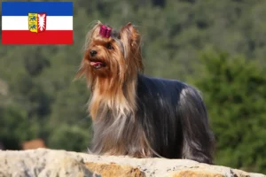 Lees meer over het artikel Yorkshire Terrier fokkers en pups in Sleeswijk-Holstein