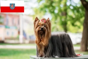 Lees meer over het artikel Yorkshire Terrier fokkers en pups in Thüringen