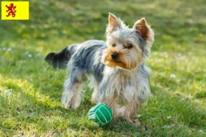 Lees meer over het artikel Yorkshire Terrier fokkers en pups in Zuid-Holland