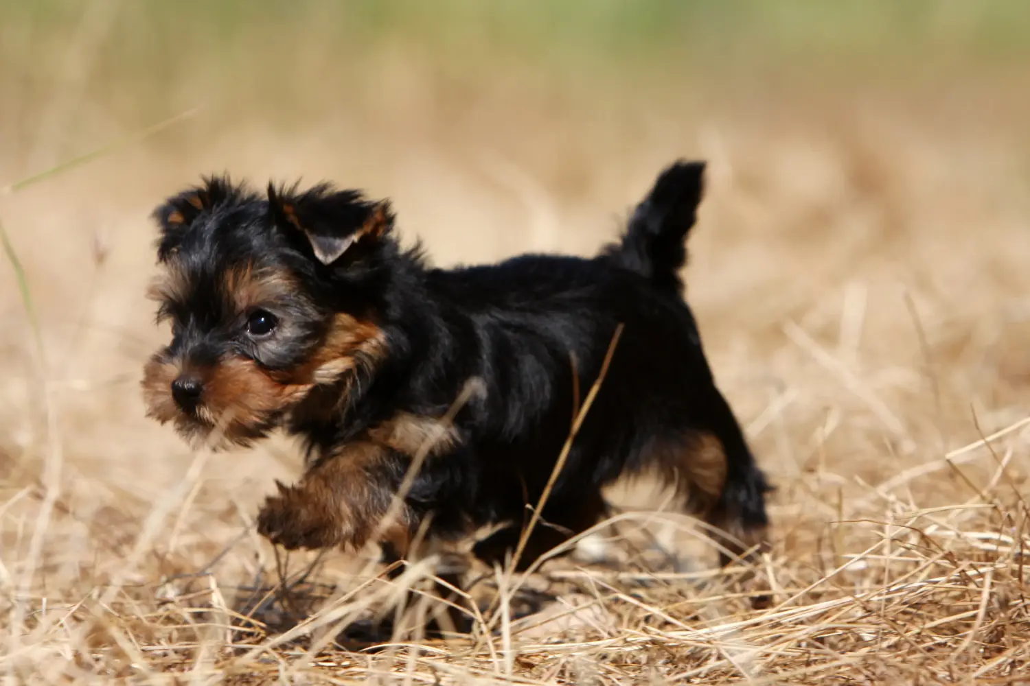 Een Yorkshire Terrier puppy kopen betekent verantwoordelijkheid nemen! Yorkshire Terrier puppy kopen.