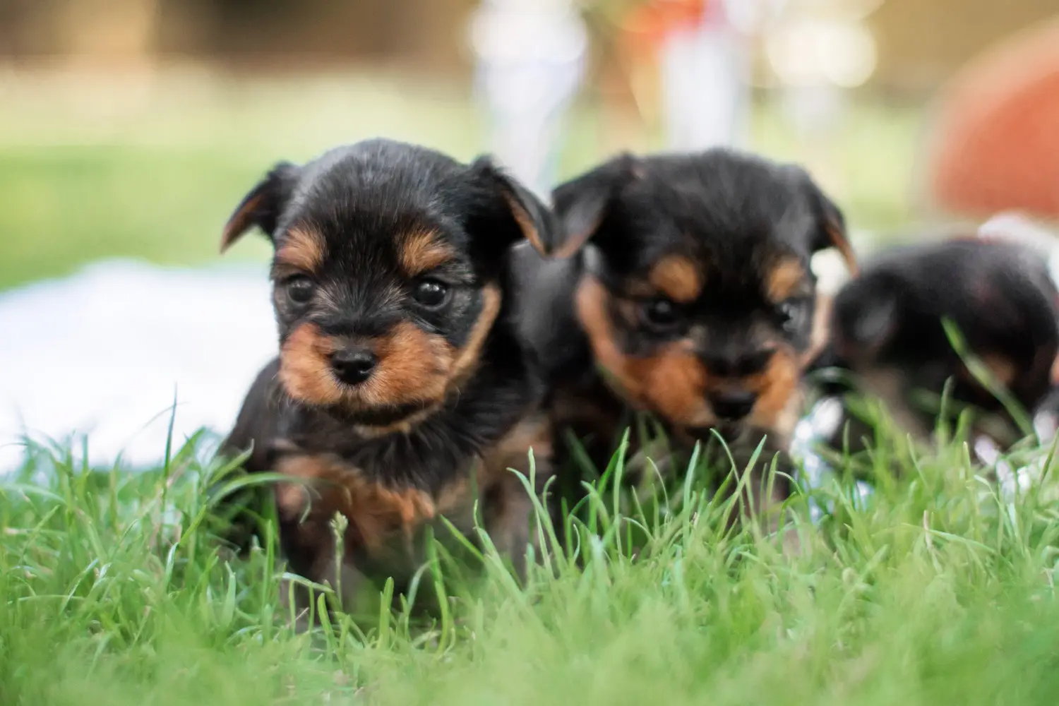 Een Yorkshire Terrier puppy kopen betekent verantwoordelijkheid nemen! Yorkshire Terrier puppy kopen.