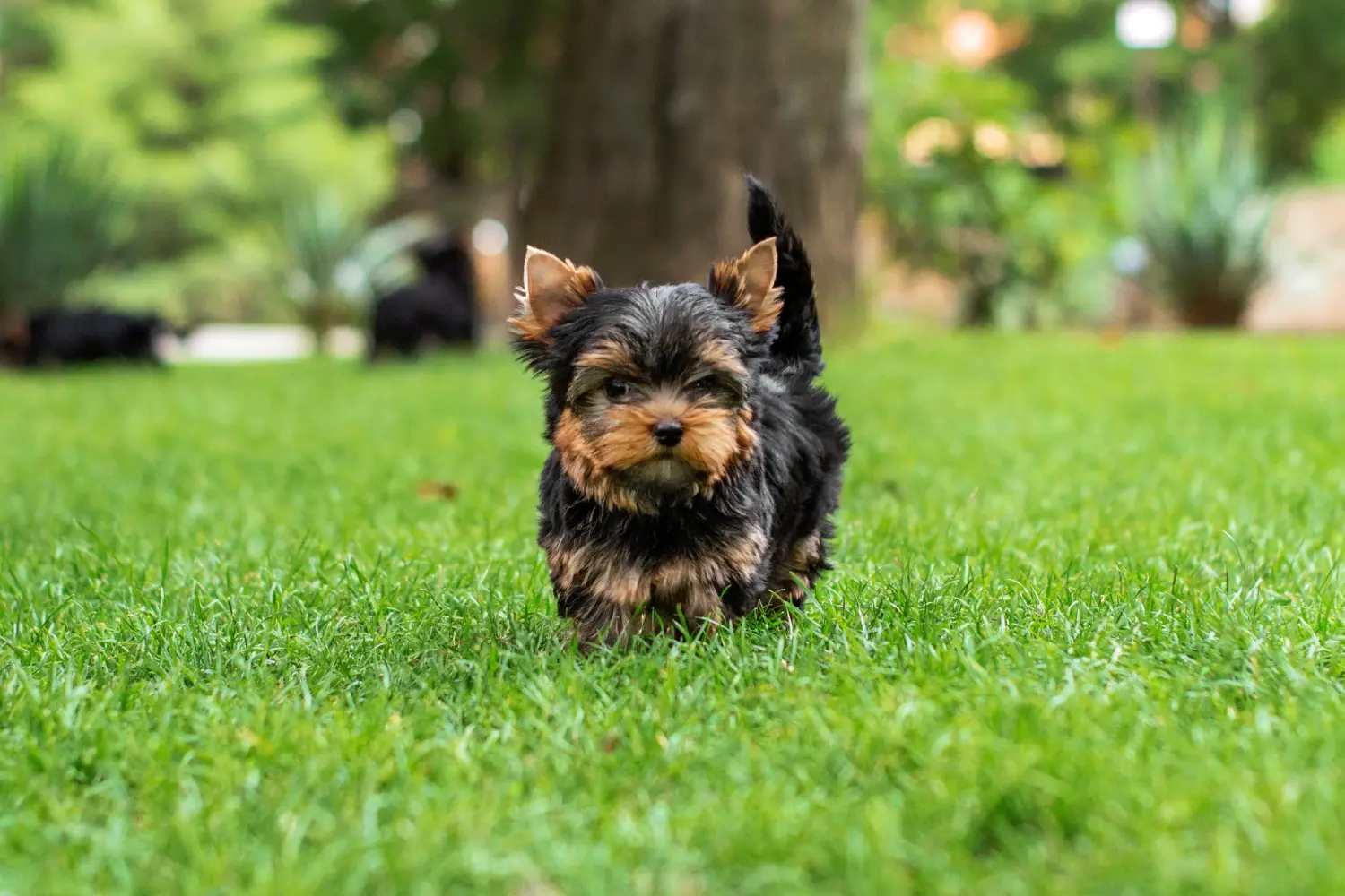 Een Yorkshire Terrier puppy kopen betekent verantwoordelijkheid nemen! Yorkshire Terrier puppy kopen.