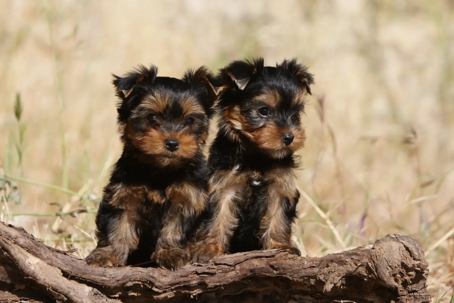 Een Yorkshire Terrier puppy kopen betekent verantwoordelijkheid nemen! Yorkshire Terrier puppy kopen.