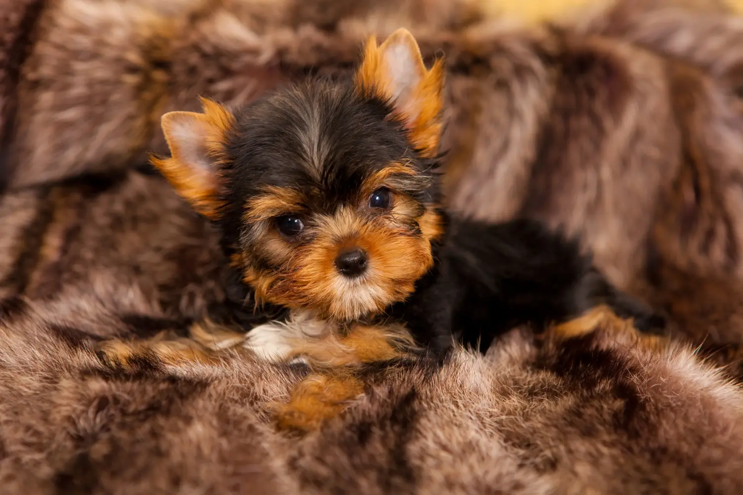 Een Yorkshire Terrier puppy kopen betekent verantwoordelijkheid nemen! Yorkshire Terrier puppy kopen.