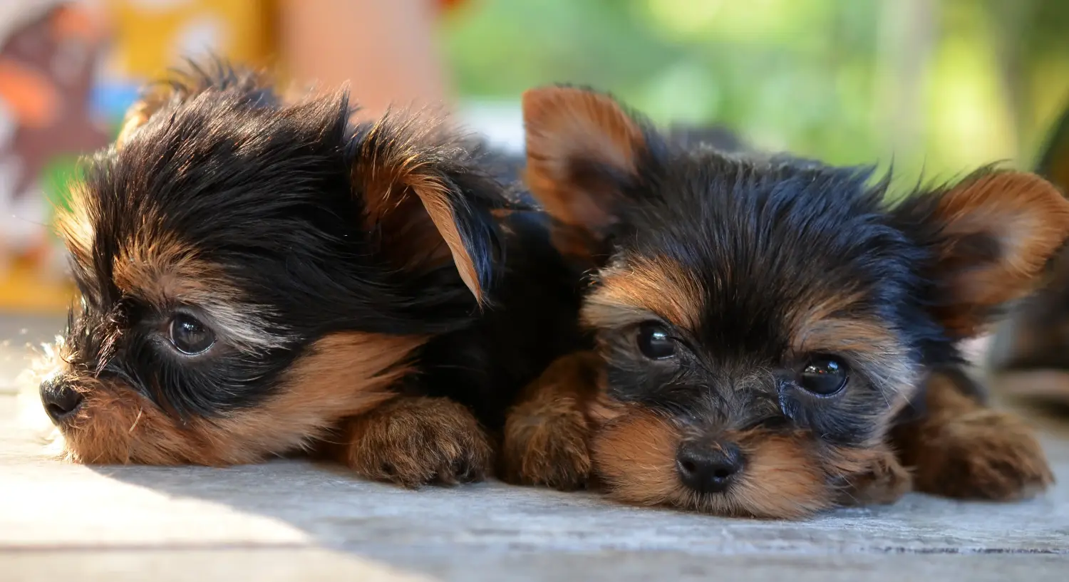 Een Yorkshire Terrier puppy kopen betekent verantwoordelijkheid nemen! Yorkshire Terrier puppy kopen.