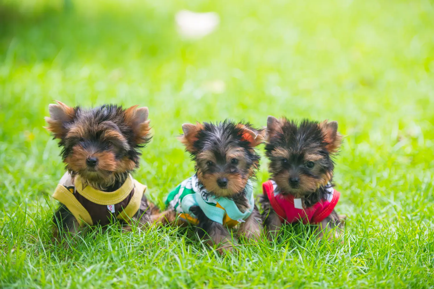 Een Yorkshire Terrier puppy kopen betekent verantwoordelijkheid nemen! Yorkshire Terrier puppy kopen.