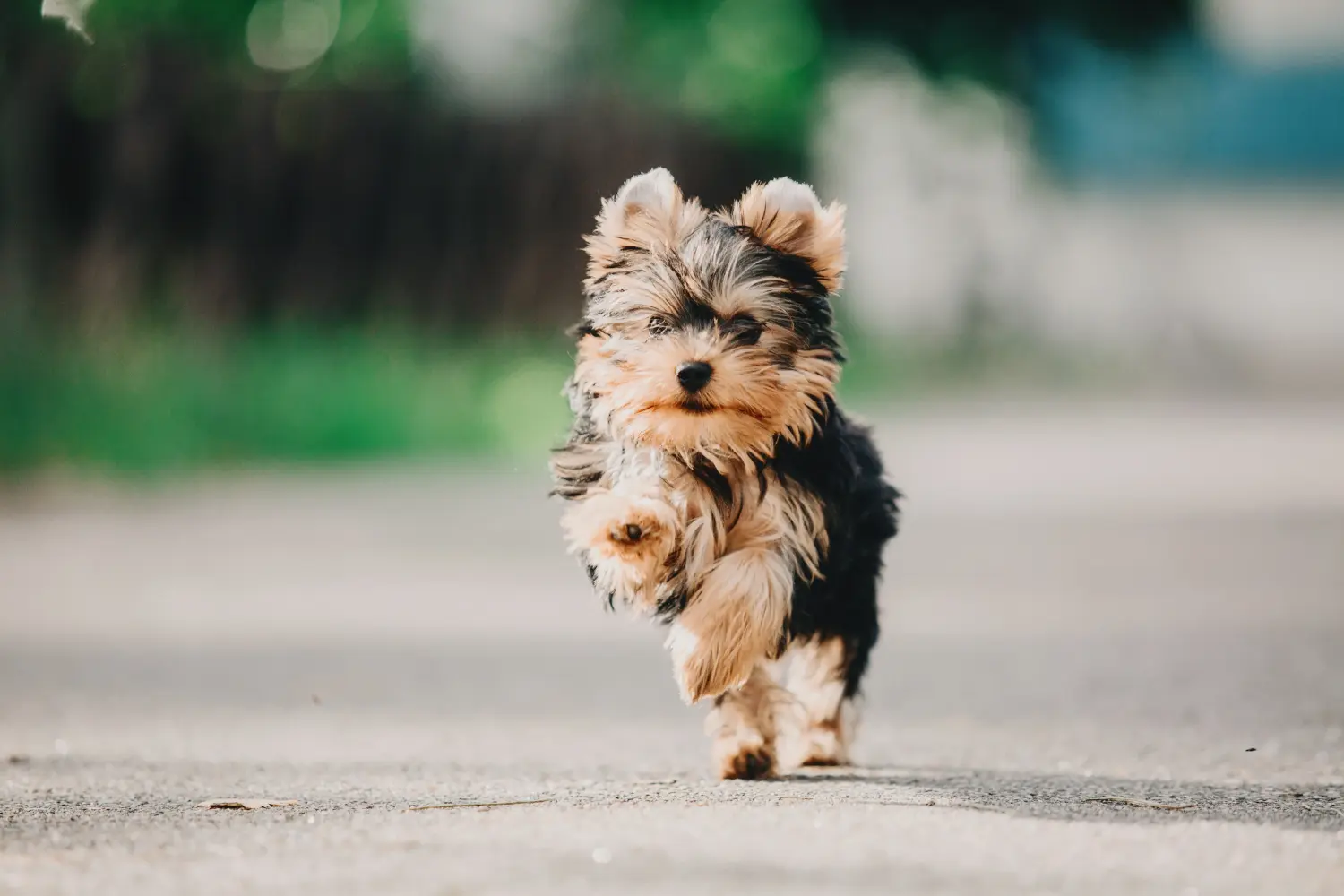 Een Yorkshire Terrier puppy kopen betekent verantwoordelijkheid nemen! Yorkshire Terrier puppy kopen.
