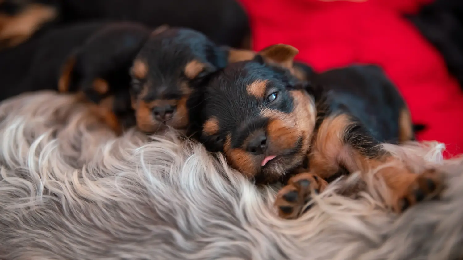 Een Yorkshire Terrier puppy kopen betekent verantwoordelijkheid nemen! Yorkshire Terrier puppy kopen.