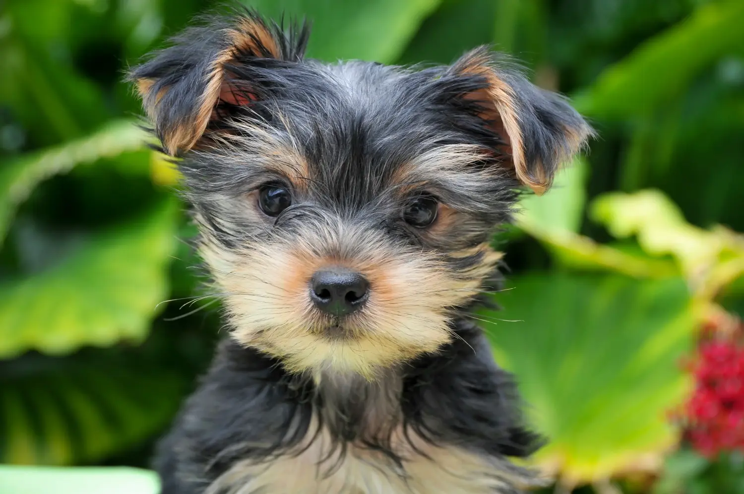 Een Yorkshire Terrier puppy kopen betekent verantwoordelijkheid nemen! Yorkshire Terrier puppy kopen.