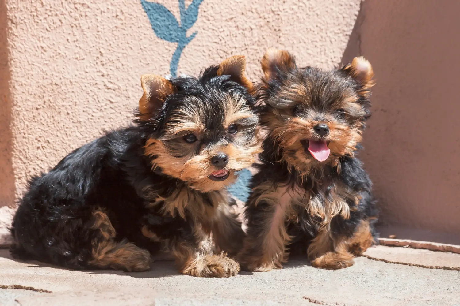 Een Yorkshire Terrier puppy kopen betekent verantwoordelijkheid nemen! Yorkshire Terrier puppy kopen.