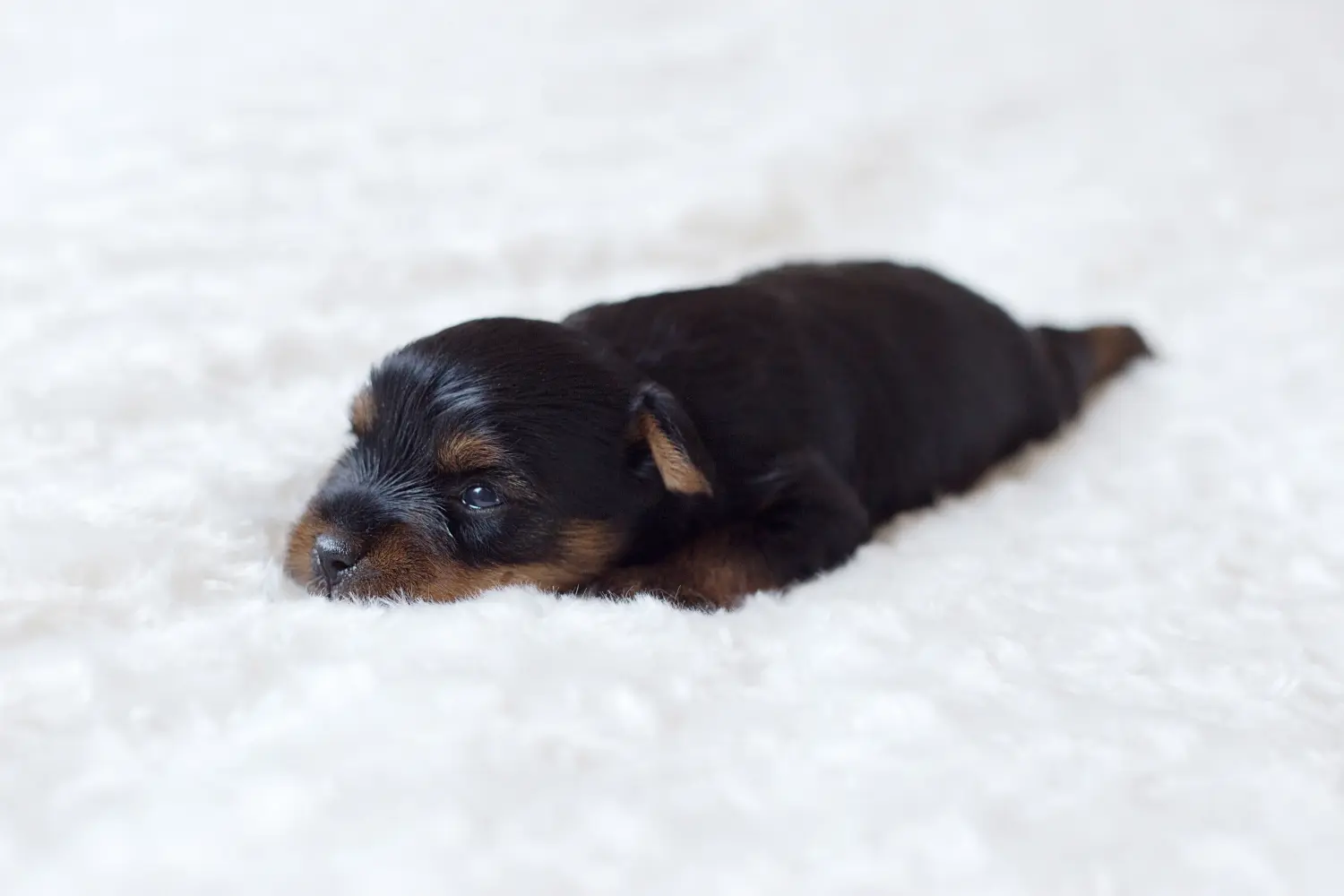 Een Yorkshire Terrier puppy kopen betekent verantwoordelijkheid nemen! Yorkshire Terrier puppy kopen.