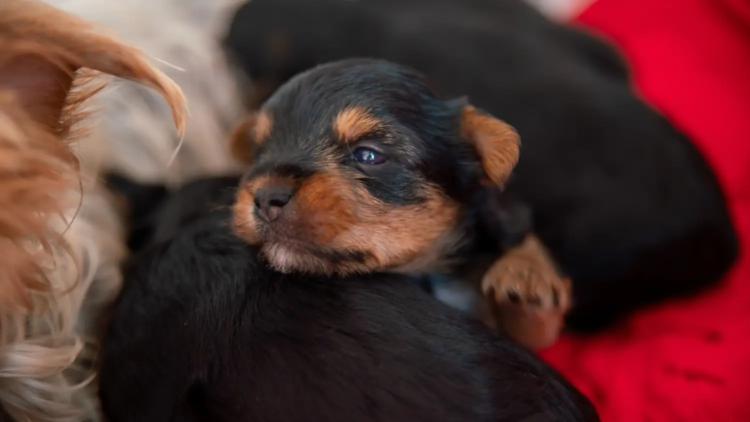 Een Yorkshire Terrier puppy kopen betekent verantwoordelijkheid nemen! Yorkshire Terrier puppy kopen.