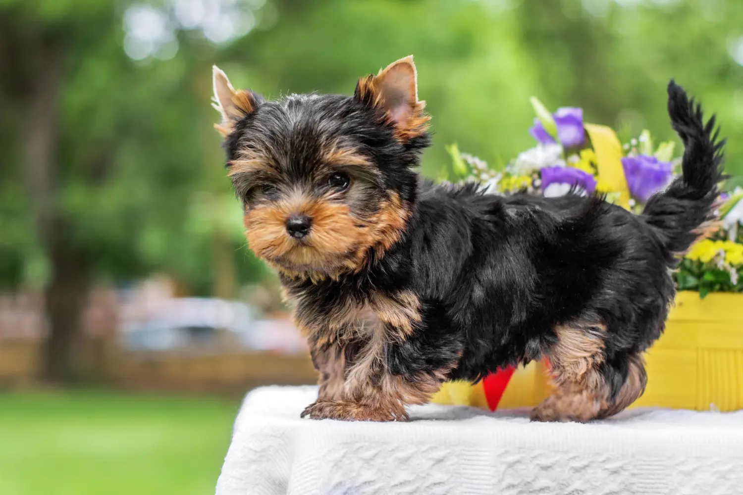 Een Yorkshire Terrier puppy kopen betekent verantwoordelijkheid nemen! Yorkshire Terrier puppy kopen.
