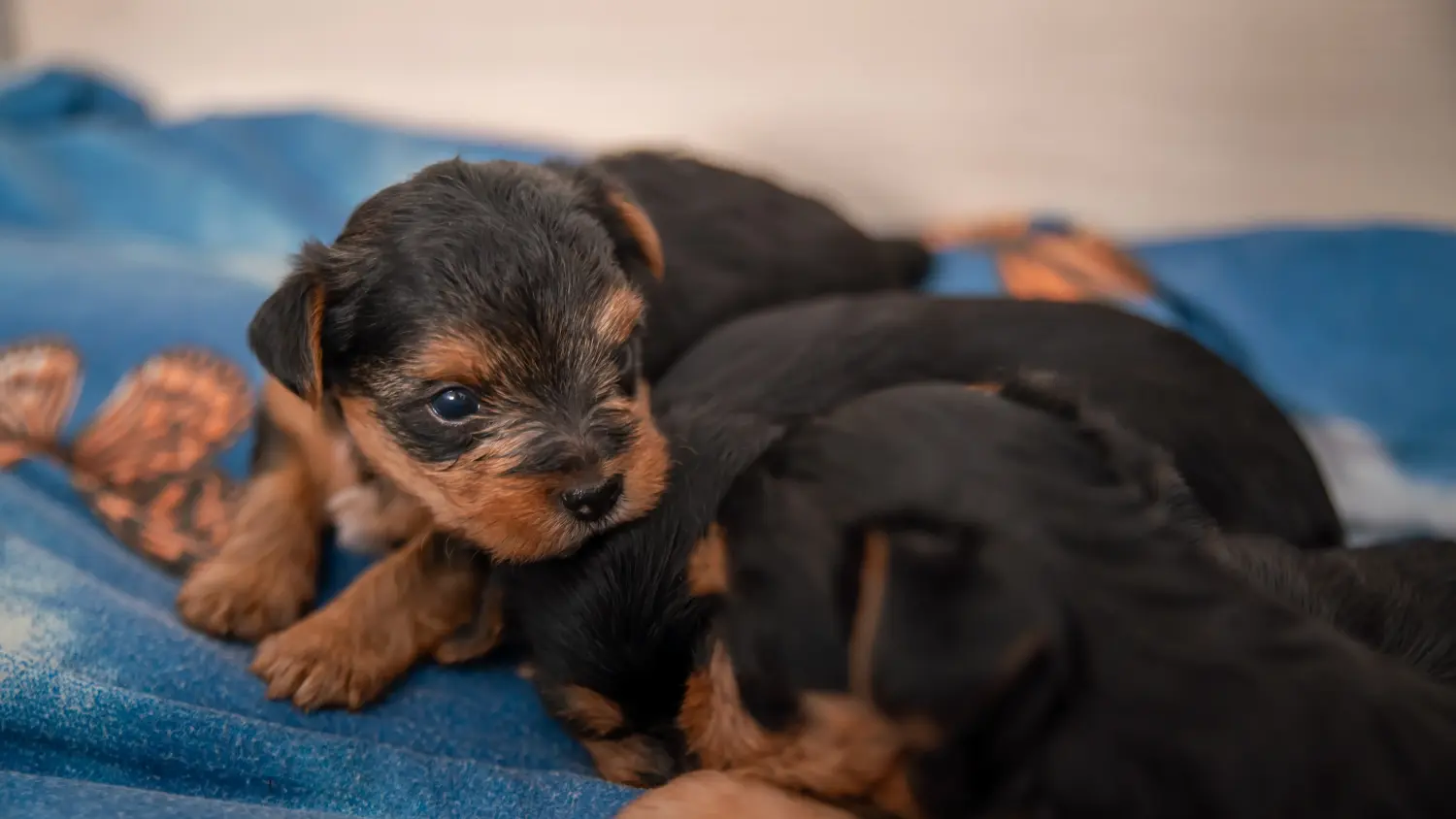 Een Yorkshire Terrier puppy kopen betekent verantwoordelijkheid nemen! Yorkshire Terrier puppy kopen.