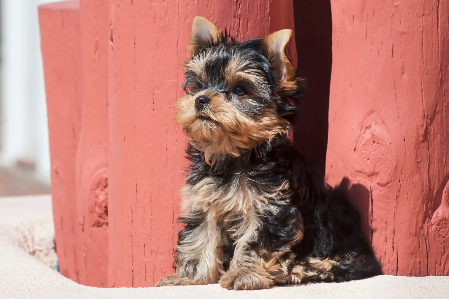 Een Yorkshire Terrier puppy kopen betekent verantwoordelijkheid nemen! Yorkshire Terrier puppy kopen.