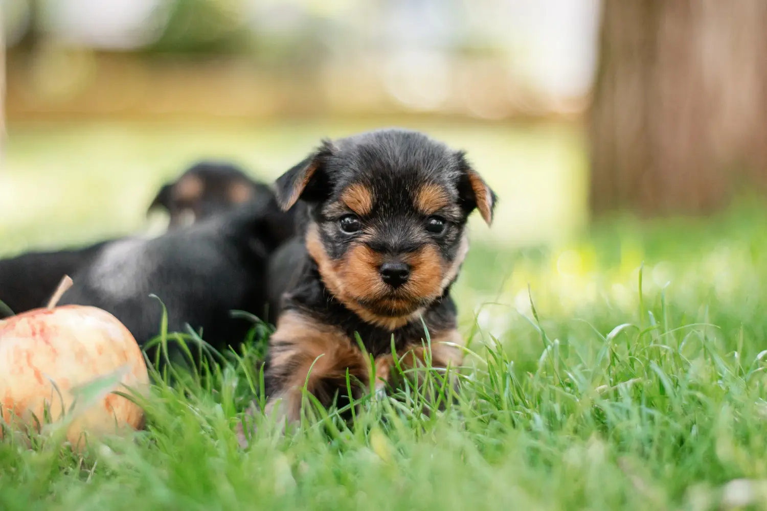 Een Yorkshire Terrier puppy kopen betekent verantwoordelijkheid nemen! Yorkshire Terrier puppy kopen.