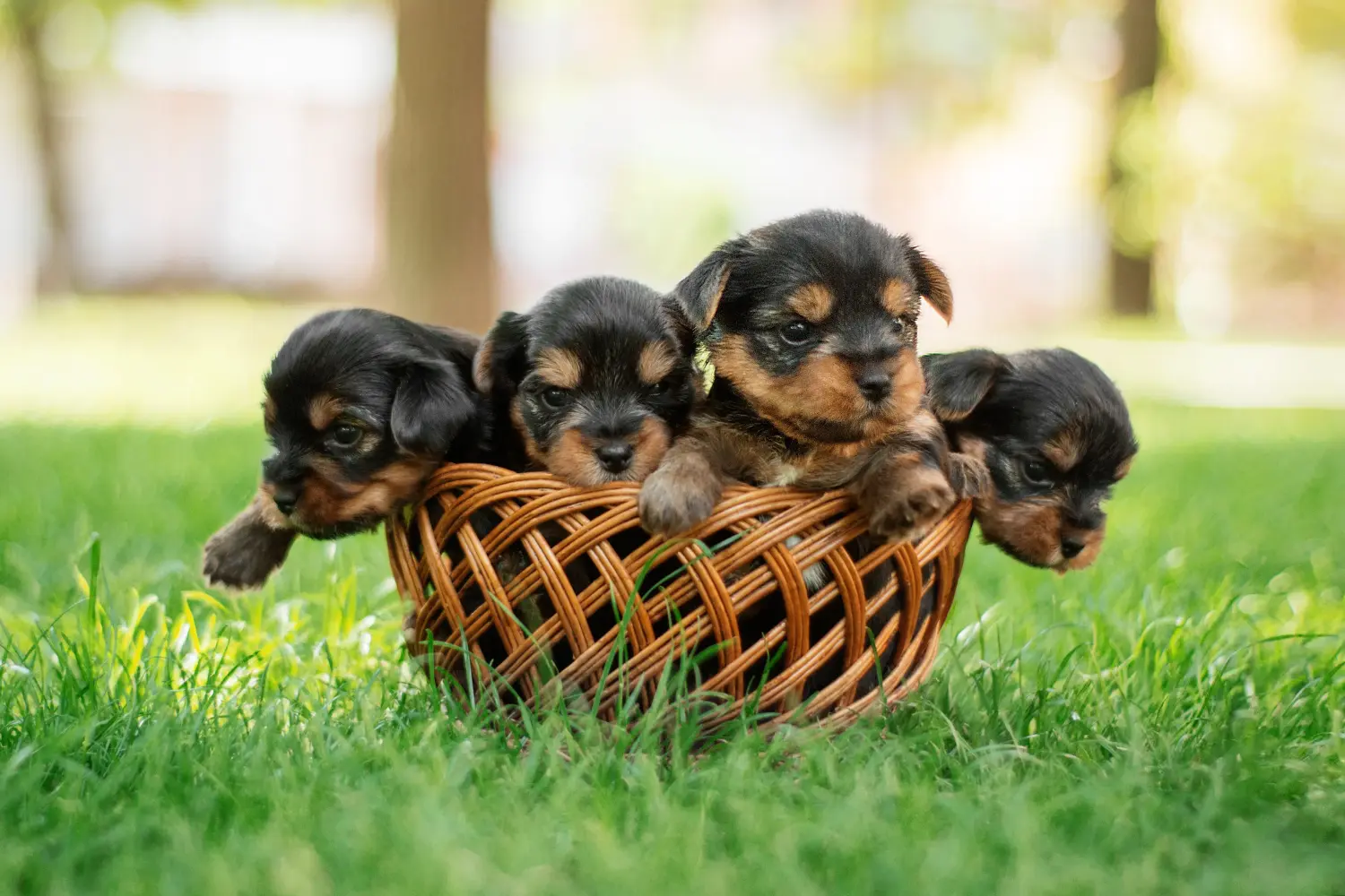 Een Yorkshire Terrier puppy kopen betekent verantwoordelijkheid nemen! Yorkshire Terrier puppy kopen.