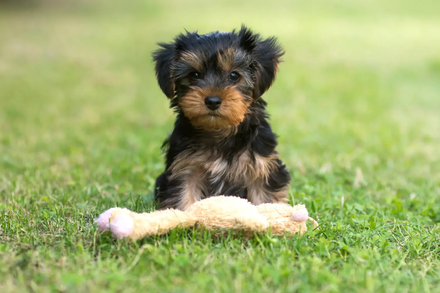 Een Yorkshire Terrier puppy kopen betekent verantwoordelijkheid nemen! Yorkshire Terrier puppy kopen.