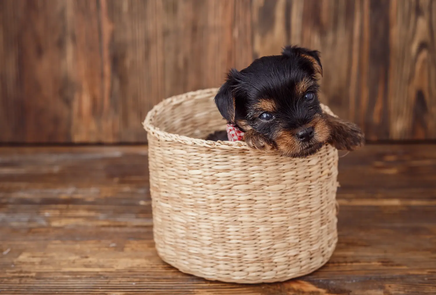 Een Yorkshire Terrier puppy kopen betekent verantwoordelijkheid nemen! Yorkshire Terrier puppy kopen.
