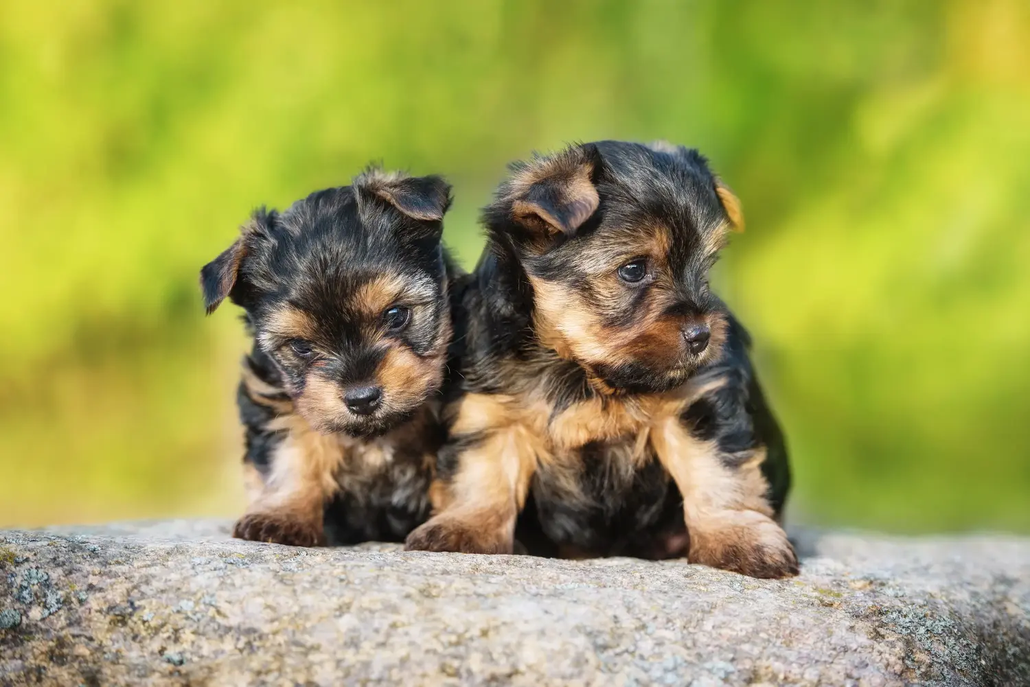 Een Yorkshire Terrier puppy kopen betekent verantwoordelijkheid nemen! Yorkshire Terrier puppy kopen.