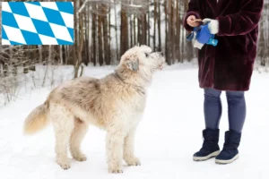 Lees meer over het artikel Zuid-Russische Ovtcharka fokker en puppies in Beieren